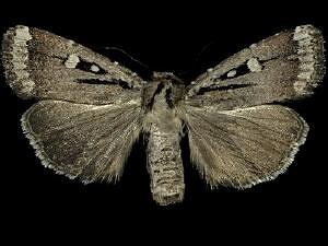 Abagrotis glenni