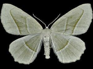 Campaea perlata