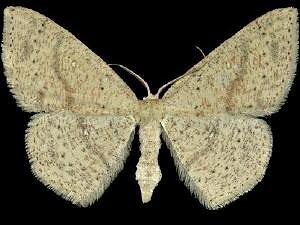 Cyclophora dataria