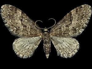 Eupithecia annulata