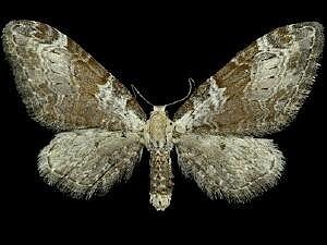 Eupithecia ravocostaliata