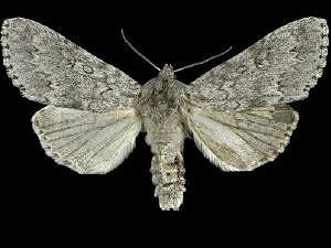 Acronicta insita