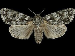 Acronicta marmorata