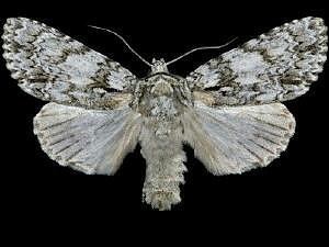 Acronicta marmorata