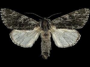 Acronicta perdita