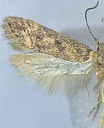 Bryotropha branella