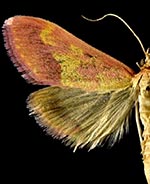 Pyrausta arizonicalis