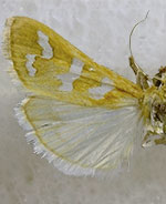 Diastictis albovittalis