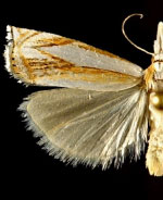 Crambus youngellus