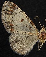 Eupithecia helena