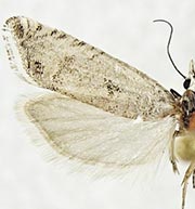 Eucosma pastigiata