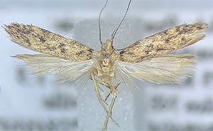 Bryotropha branella