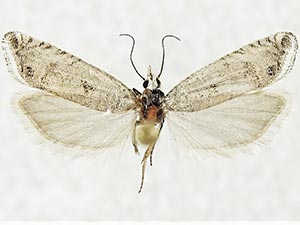 Eucosma pastigiata