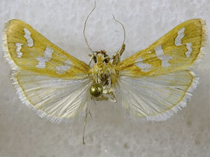 Diastictis albovittalis