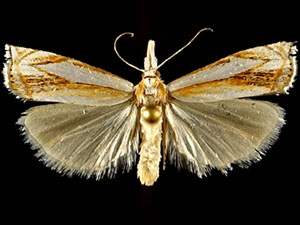 Crambus youngellus