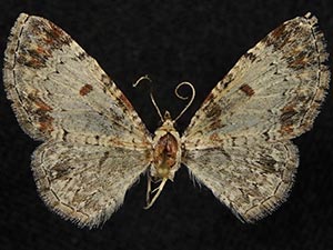 Eupithecia helena