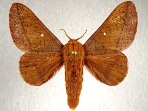 Anisota fuscosa