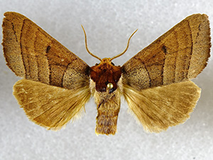 Datana major