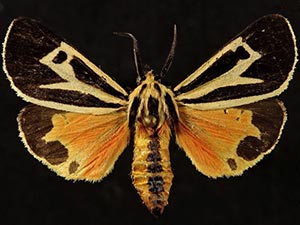 Apantesis vittata