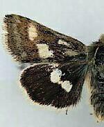 Heliothodes diminutiva