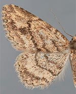 Mycterophora monticola