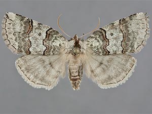 Ceranemota fasciata