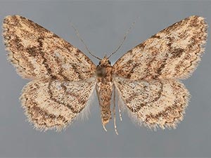 Mycterophora monticola