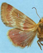 Schinia sanrafaeli