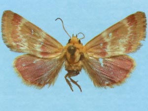 Schinia sanrafaeli