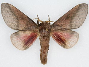 Syssphinx tamaulipasiana