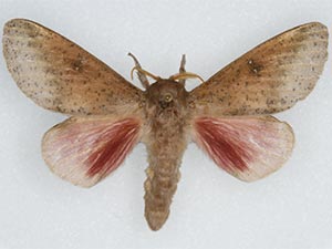 Syssphinx tamaulipasiana