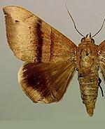 Ophisma tropicalis