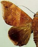 Ophisma tropicalis