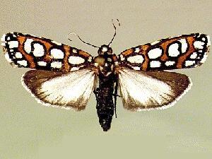 Cydosia nobilitella