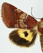 Schinia scissoides