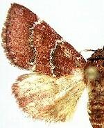 Schinia saturata