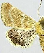 Schinia miniana