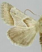 Schinia ligeae