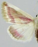 Schinia niveicosta