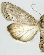 Motya abseuzalis