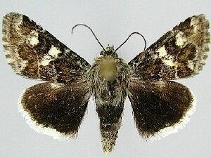 Schinia dobla