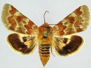 Schinia petulans