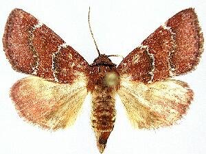 Schinia saturata