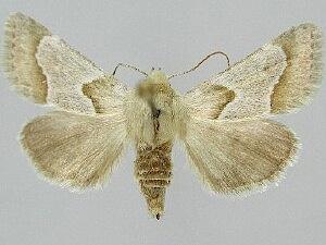 Schinia ligeae