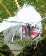 Spilosoma vestalis