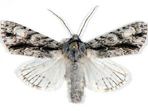 Acronicta atristrigatus