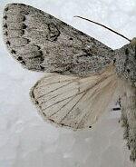 Acronicta insita