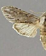 Cucullia comstocki