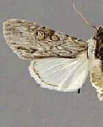 Dolocucullia minor