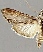 Cucullia eucaena